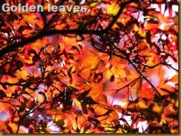 golden leaves