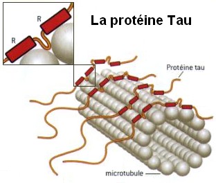 proteina tau