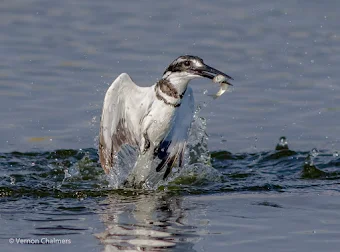 Pied Kingfisher with Catch : Canon EOS 7D Mark II Copyright Vernon Chalmers