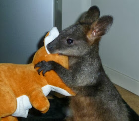 Funny animals of the week - 27 December 2013 (40 pics), baby kangaroo an stuffed animal