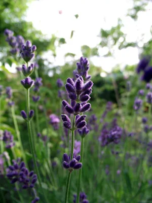 English Lavender