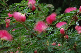 Kaliandra merah di Indonesia dikenal selain sebagai tumbuhan penghasil bunga untuk peterna CARA MENYEMAI BIBIT KALIANDRA MERAH