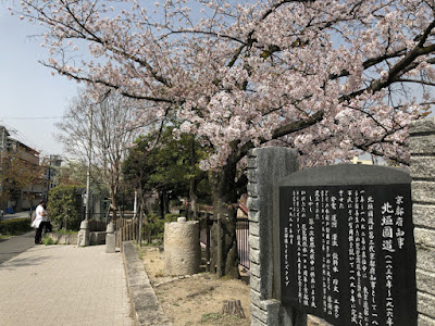 疏水の桜