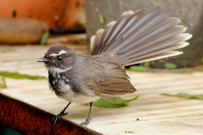 Spot-breasted Fantail