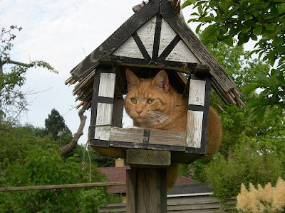 Bird table terror Seen On www.coolpicturegallery.us