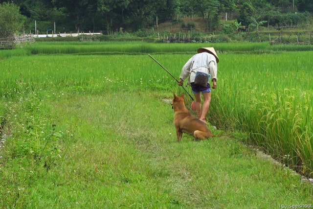 Hiking at Mai Chau valley