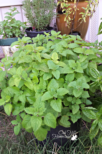 Lemon balm growing in a container herb garden