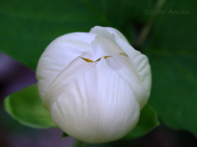 Paeonia japonica