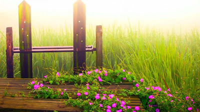 nature-cool-flowers-grass-morning-pictures