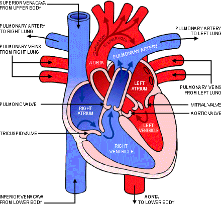 blank heart diagram blood flow. Picture Human Heart Blood Flow