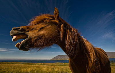 beautiful horses