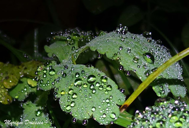 chelidonium majus at night