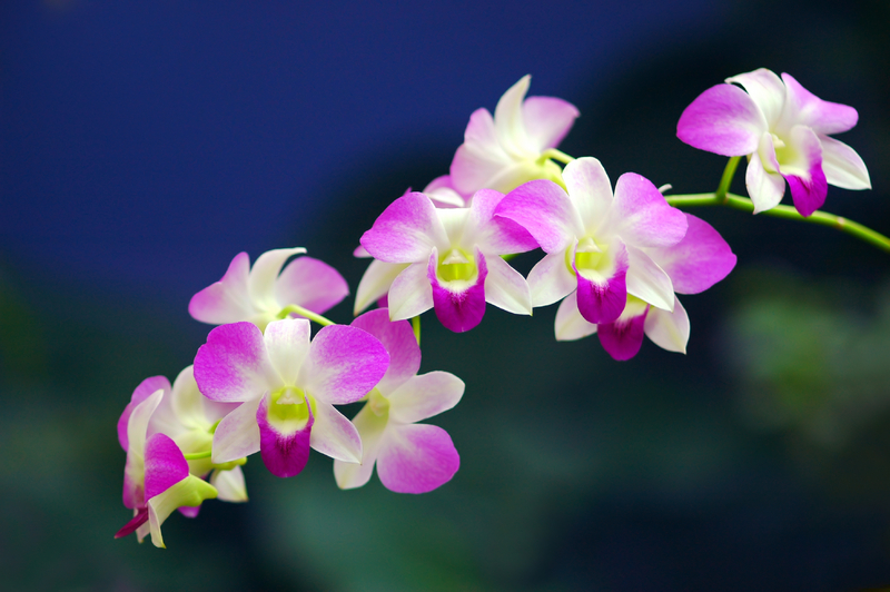  Bunga  Orkid Orkid Dendrobium  dan Cara Penjagaan