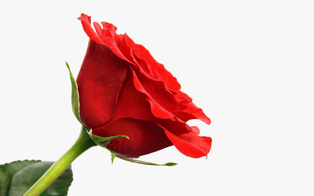 Red Rose Hd Image