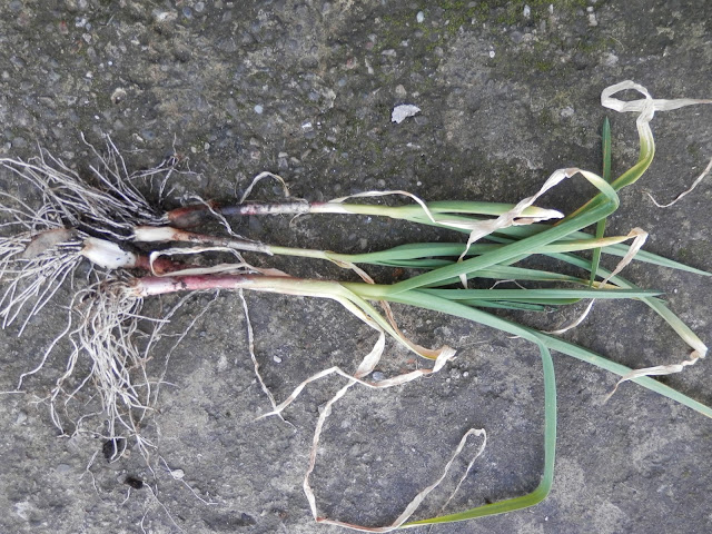 My homegrown harvest, February 2016.  Young garlic and onion, Little Elf chili and swiss chard and spinach beet.  secondhandsusie.blogspot.com #ukgardener #gardenblogger