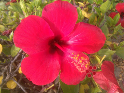 flor de pacifico roja