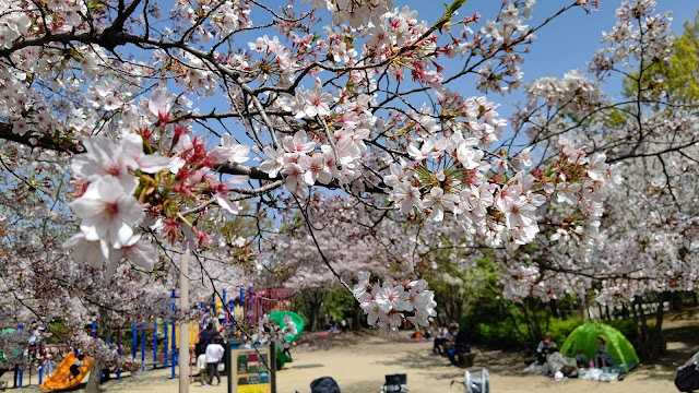 花博記念公園鶴見緑地 桜