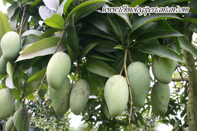 ~hiTaM pUtiH keHiduPaN~: PoKoK MaNgGa