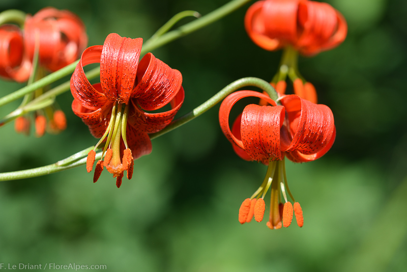 Лилия помпонная (Lilium pomponium)