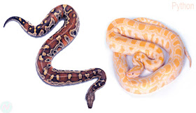 Python snake, অজগর