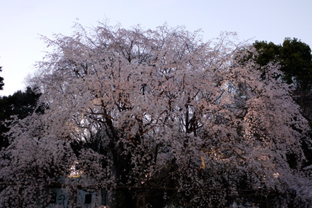 しだれ桜