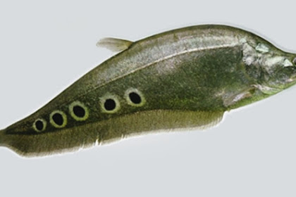 IKAN BELIDA