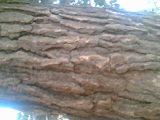 MORINDA CITRIFOLIA BARK