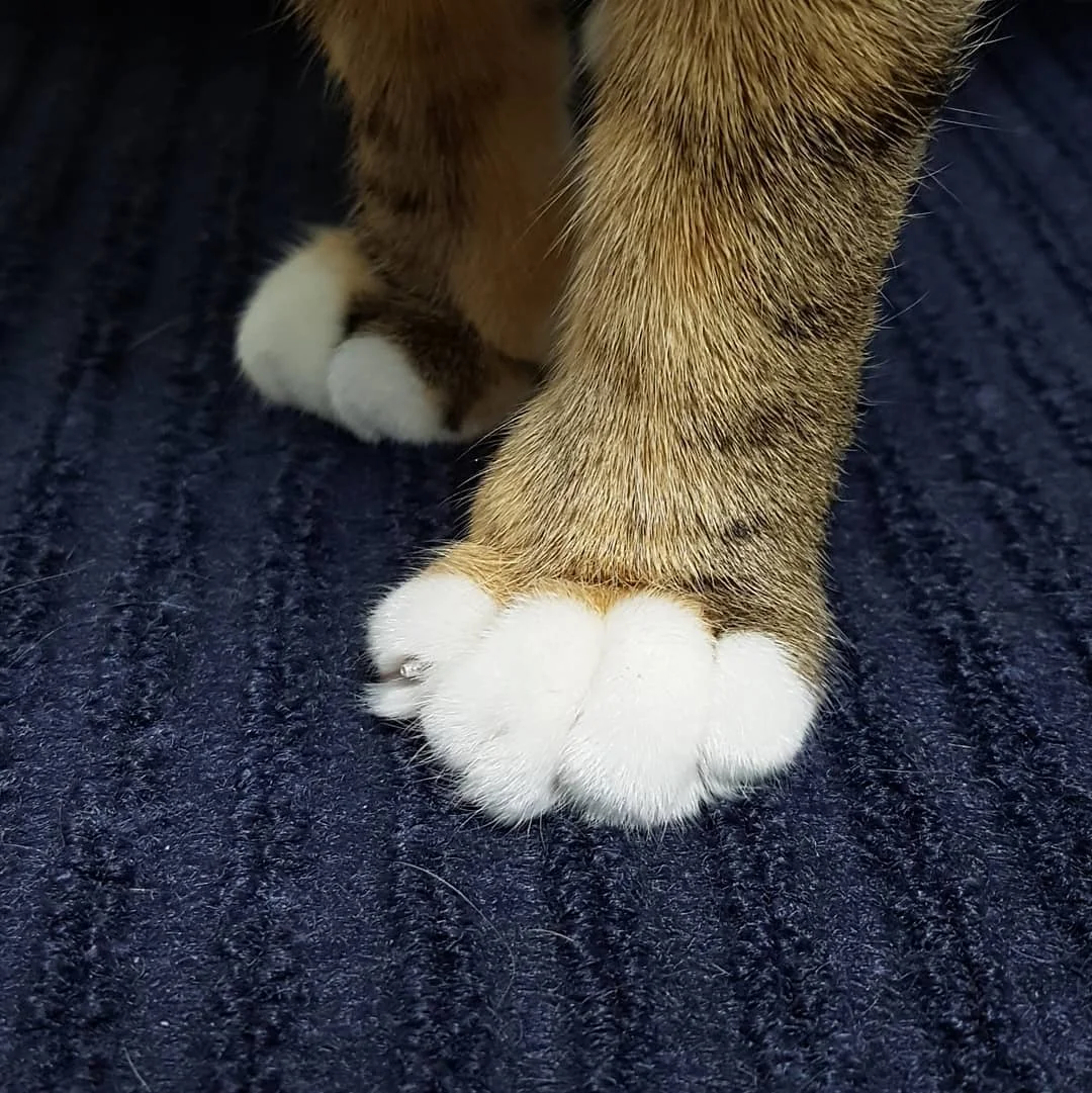 cute cat paws