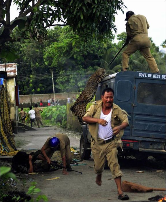 Leopard Attacks Villagers in India