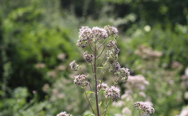 Joe-Pye Weed Flowers