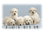 Cute Pupies Wallpaper 2 (cute puppies normal)