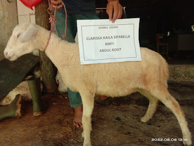 Dokumentasi Paket Kambing Aqiqah