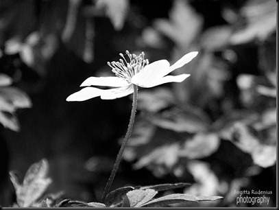 bw_20120430_vitsippa