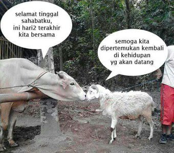 Kumpulan Meme dan Gambar Kocak Hewan Qurban yang Mengundang Tawa Terbaru 2018 