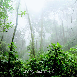 Amazon Rainforest, South America- 15Interesting Facts thoughtgadget.blogspot.com