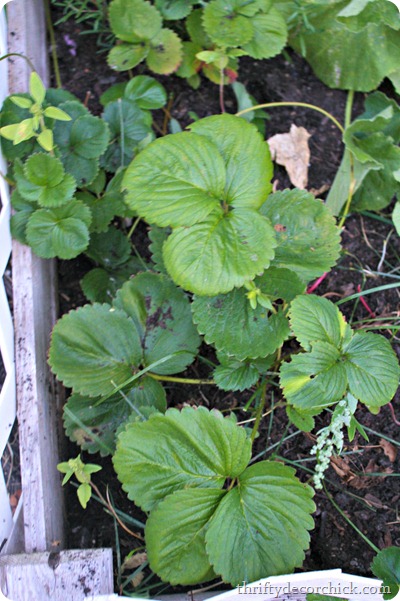 strawberry plant in garden