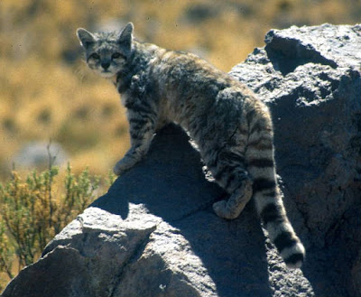 The Andean Mountain Cat