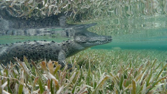 Crocodile waits in seagrass