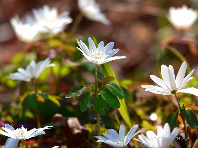 Anemone raddeana