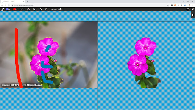 [ Enumcut.com ] Morning glory (Flower)  Photo - Background Remove From Image  (Example)