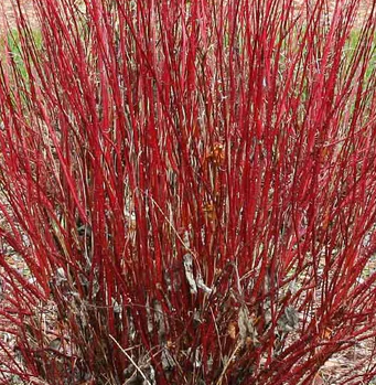 Arctic Fire Dogwood Growth Rate, Size, Pruning, Care, Problems