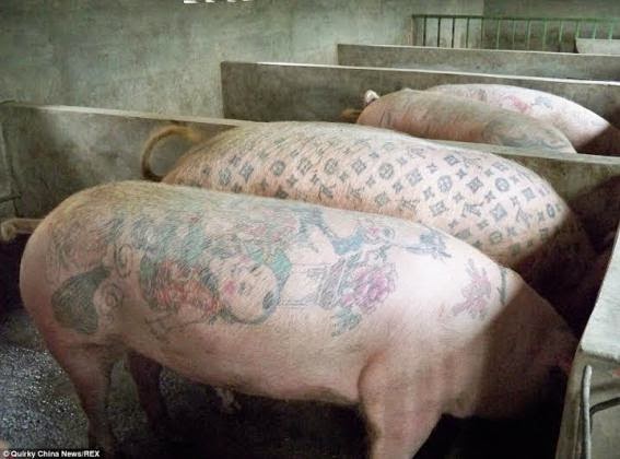 Skins of pigs tattooed with designer logos & other characters being sold for up to £55,000 a piece