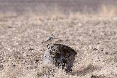 Stienfalk - Smelleken- Falco columbarius