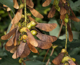 Sycamore seeds, Acer pseudoplanatus.  High Elms Country Park, 20 September 2011.