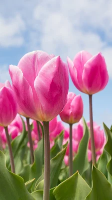 Gambar bunga tulip asli, cantik dan indah