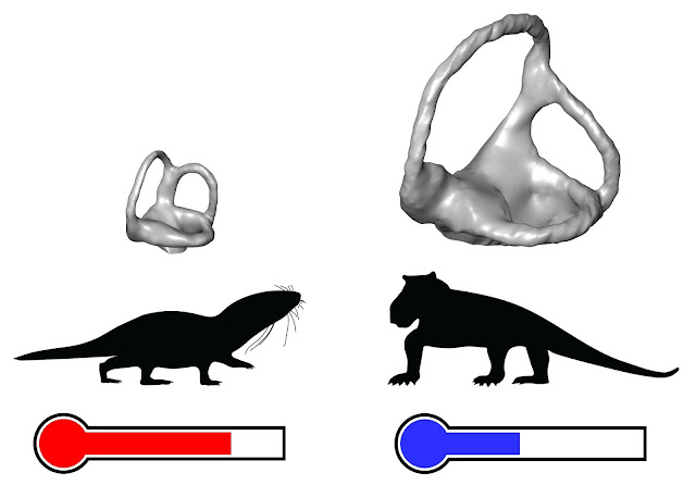 Mammals were not the first to be warm-blooded