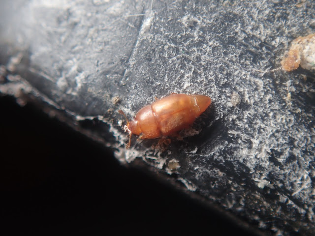 Epuraea sp