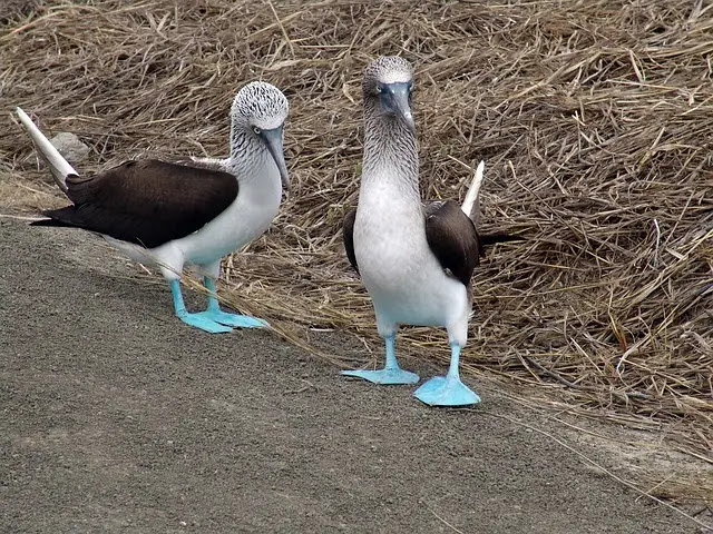 10 Dancing Birds That Dance to Mate