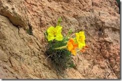 Primrose Cliff
