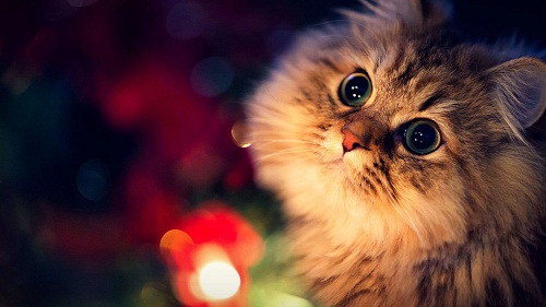 Cute Cat HD Pics